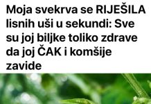 Svekrva se riješila lisnih uši za nekoliko sekundi: biljke koje uzgaja toliko su zdrave da su joj čak i susjedi zavidni
