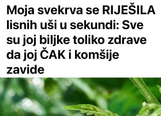 Svekrva se riješila lisnih uši za nekoliko sekundi: biljke koje uzgaja toliko su zdrave da su joj čak i susjedi zavidni
