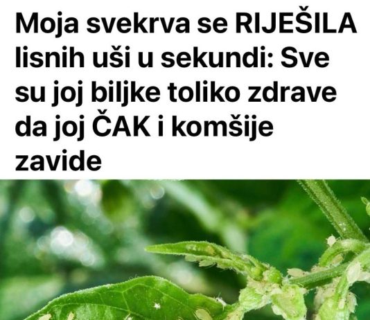 Svekrva se riješila lisnih uši za nekoliko sekundi: biljke koje uzgaja toliko su zdrave da su joj čak i susjedi zavidni