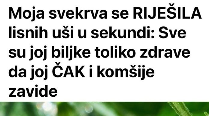 Svekrva se riješila lisnih uši za nekoliko sekundi: biljke koje uzgaja toliko su zdrave da su joj čak i susjedi zavidni