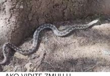 AKO VIDITE ZMIJU U DVORIŠTU, SAMO OVAJ ZAČIN ĆE VAS SPASITI OD NJE ….