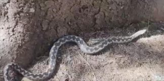 AKO VIDITE ZMIJU U DVORIŠTU, SAMO OVAJ ZAČIN ĆE VAS SPASITI OD NJE ….