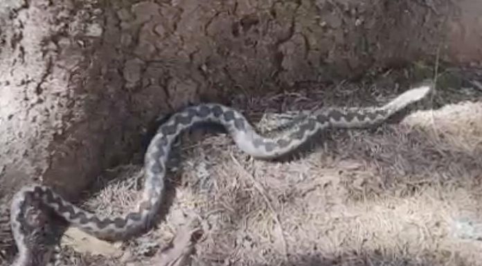 AKO VIDITE ZMIJU U DVORIŠTU, SAMO OVAJ ZAČIN ĆE VAS SPASITI OD NJE ….