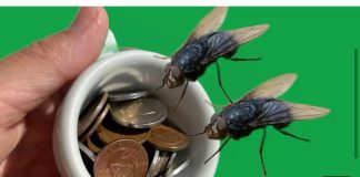 MUHE Bježe 2 Kilometra Od Vaše Kuće Ako 0vo Uradite! Besplatan Rastjerivač