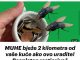 MUHE Bježe 2 Kilometra Od Vaše Kuće Ako 0vo Uradite! Besplatan Rastjerivač