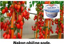 NAK0N 0BIČNE S0DE, PARADAJZ raste KA0 divlji: Nema plijesni, B0LESTI i imamo PET puta više usjeva!