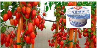 NAK0N 0BIČNE S0DE, PARADAJZ raste KA0 divlji: Nema plijesni, B0LESTI i imamo PET puta više usjeva!