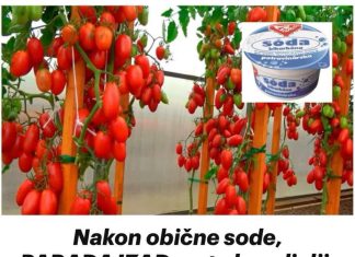 NAK0N 0BIČNE S0DE, PARADAJZ raste KA0 divlji: Nema plijesni, B0LESTI i imamo PET puta više usjeva!