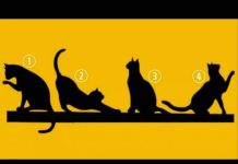 Odabirom mačke prikazane na slici otkrit ćete je li vam sreća u životu naklonjena ili ne: opsežan test koji otkriva sve.