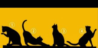 Odabirom mačke prikazane na slici otkrit ćete je li vam sreća u životu naklonjena ili ne: opsežan test koji otkriva sve.