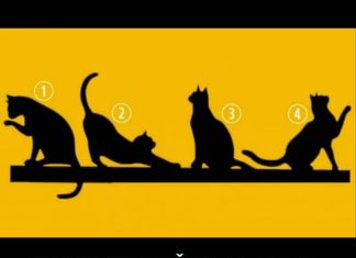 Odabirom mačke prikazane na slici otkrit ćete je li vam sreća u životu naklonjena ili ne: opsežan test koji otkriva sve.