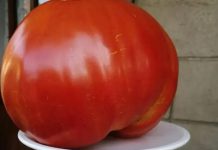 Dijeta s rajčicama postala je nevjerojatno popularna, a ljudi su poludjeli zbog njezinih prednosti za mršavljenje …