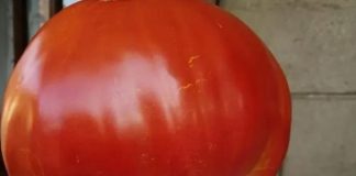 Dijeta s rajčicama postala je nevjerojatno popularna, a ljudi su poludjeli zbog njezinih prednosti za mršavljenje …