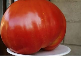 Dijeta s rajčicama postala je nevjerojatno popularna, a ljudi su poludjeli zbog njezinih prednosti za mršavljenje …