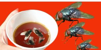 Nikad nisam iskusio učinkovitiju metodu za uklanjanje muha: ovaj jednostavan trik za vaš dom je nevjerojatno učinkovit!