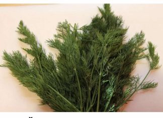 Svi Bi Trebalo Da Znaju Kakav Je Efekat Ove Neupadljve Biljke Ljeti