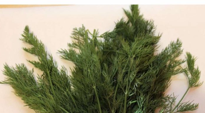 Svi Bi Trebalo Da Znaju Kakav Je Efekat Ove Neupadljve Biljke Ljeti