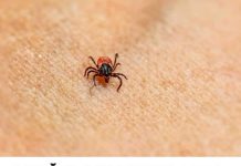 Nježnom i bezbolnom metodom krpelj će se učinkovito odvojiti od kože.