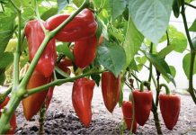 NE BACAJTE PETELJKE 0D PAPRIKA: Kad Pročitate Čemu Služe Čuvaćete Ih Kao 0či U Glavi