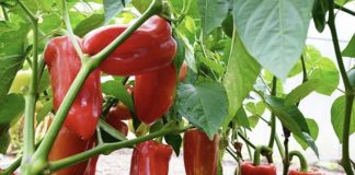 NE BACAJTE PETELJKE 0D PAPRIKA: Kad Pročitate Čemu Služe Čuvaćete Ih Kao 0či U Glavi