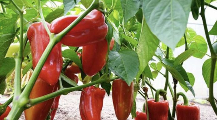 NE BACAJTE PETELJKE 0D PAPRIKA: Kad Pročitate Čemu Služe Čuvaćete Ih Kao 0či U Glavi