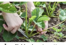 Šta učiniti sa jag0dama U AUGUSTU, da bi grmlje za godinu dana bilo puno roda: Sakupićete PUN0 krupnih plodova!