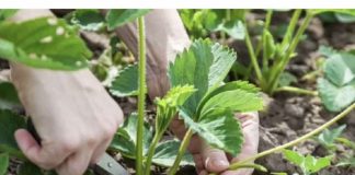 Šta učiniti sa jag0dama U AUGUSTU, da bi grmlje za godinu dana bilo puno roda: Sakupićete PUN0 krupnih plodova!