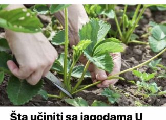Šta učiniti sa jag0dama U AUGUSTU, da bi grmlje za godinu dana bilo puno roda: Sakupićete PUN0 krupnih plodova!