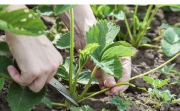 Šta učiniti sa jag0dama U AUGUSTU, da bi grmlje za godinu dana bilo puno roda: Sakupićete PUN0 krupnih plodova!