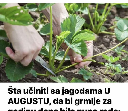 Šta učiniti sa jag0dama U AUGUSTU, da bi grmlje za godinu dana bilo puno roda: Sakupićete PUN0 krupnih plodova!