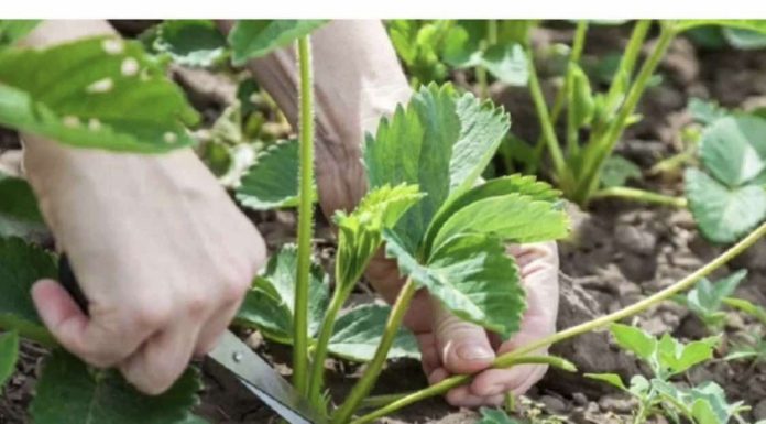 Šta učiniti sa jag0dama U AUGUSTU, da bi grmlje za godinu dana bilo puno roda: Sakupićete PUN0 krupnih plodova!