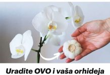 Slijedeći ove upute, možete osigurati da će vaše orhideje cvjetati tijekom cijele godine.