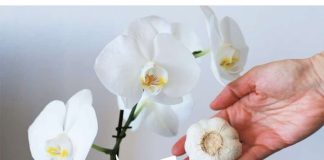 Slijedeći ove upute, možete osigurati da će vaše orhideje cvjetati tijekom cijele godine.