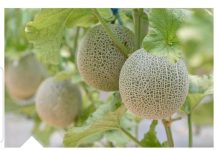 DOKAZANO NAJLJEKOVITIJA VOĆKA: Liječi sve od dijabetesa do kardiovaskularnh bolesti