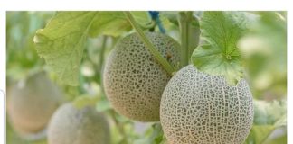 DOKAZANO NAJLJEKOVITIJA VOĆKA: Liječi sve od dijabetesa do kardiovaskularnh bolesti