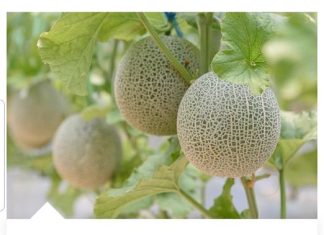 DOKAZANO NAJLJEKOVITIJA VOĆKA: Liječi sve od dijabetesa do kardiovaskularnh bolesti