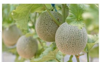 DOKAZANO NAJLJEKOVITIJA VOĆKA: Liječi sve od dijabetesa do kardiovaskularnh bolesti