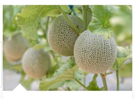 DOKAZANO NAJLJEKOVITIJA VOĆKA: Liječi sve od dijabetesa do kardiovaskularnh bolesti