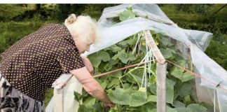 Baka prskala krastavce i nikad nisu uvenuli: ovo je samo mali dodatak vašoj kuhinji!