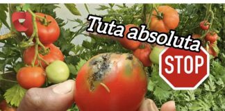 RIJEŠITE se gusjenica i crva u paradajzu na prirodan način – Uništava i Tuta absoluta