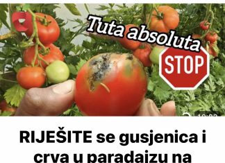 RIJEŠITE se gusjenica i crva u paradajzu na prirodan način – Uništava i Tuta absoluta