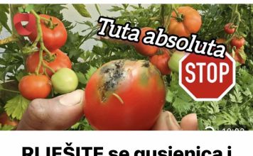 RIJEŠITE se gusjenica i crva u paradajzu na prirodan način – Uništava i Tuta absoluta