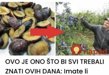 Imate li pojma šta šljive mogu učiniti kada ih stavite u zamrzivač na samo 12 sati?