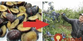 Imate li pojma šta šljive mogu učiniti kada ih stavite u zamrzivač na samo 12 sati?