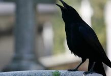 SIGNALI KOJE PREMINULE OSOBE ŠALJU: Poznati medij tvrdi da je to ZNAK da su tu i da nam žele nešto poručiti