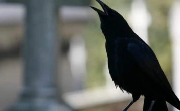 SIGNALI KOJE PREMINULE OSOBE ŠALJU: Poznati medij tvrdi da je to ZNAK da su tu i da nam žele nešto poručiti