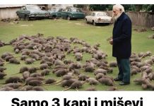 Sa samo tri kapi možete zauvijek eliminirati miševe i štakore!