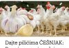 Hranite piliće ČEŠNJAKOM: Pospješuje proizvodnju JAJA i ubrzava njihov rast!