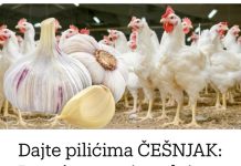 Hranite piliće ČEŠNJAKOM: Pospješuje proizvodnju JAJA i ubrzava njihov rast!