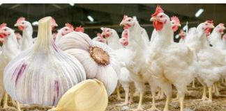 Hranite piliće ČEŠNJAKOM: Pospješuje proizvodnju JAJA i ubrzava njihov rast!